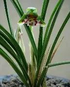 开云体育官网-兰斯俱乐部欲重振雄风，队内新星脱颖而出